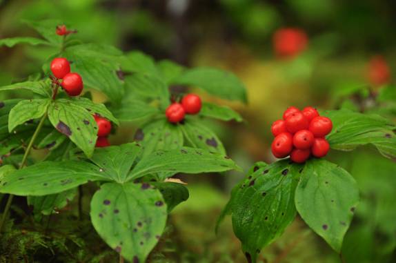 Muitas berries em mata na área de Ketchikan, no sudeste do Alaska